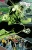 14415911o.webp