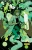 Nieśmiertelny Hulk - Tom 5_3.webp